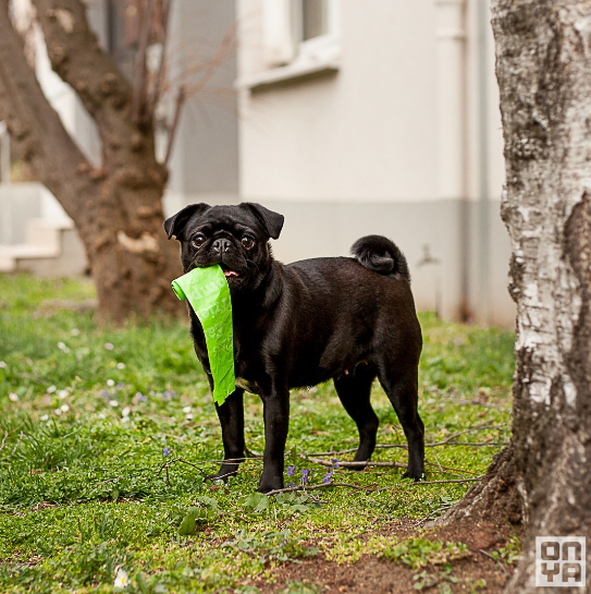 Compostable Dog Waste Bags